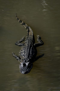 Alligator floating