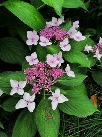 High angle view of pink flowering plants