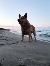 Dog standing on beach