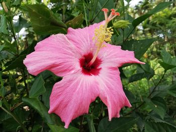 Close-up of pink hibiscus flower