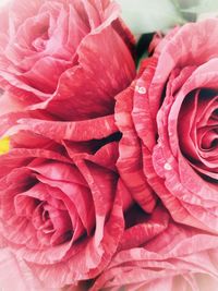 Close-up of pink rose