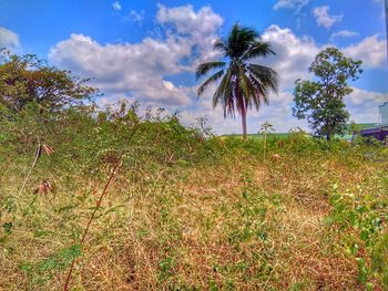 Palm trees on field against sky