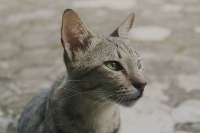 Close-up of a cat looking away