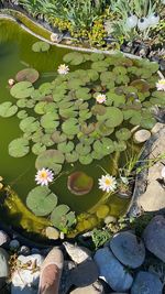 High angle view of water lily in lake