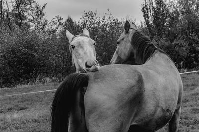 Two horses in the field