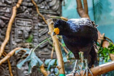 Close-up of bird perching on branch