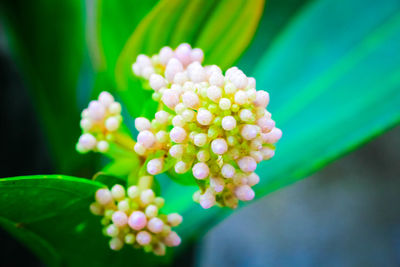 Close-up of flowering plant