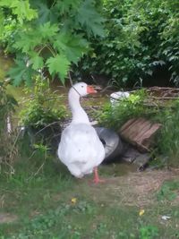 White duck on field