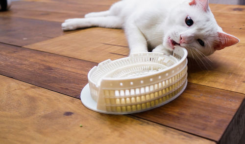White cat on wooden table