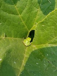 Close-up of green spider web on leaf