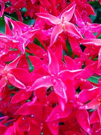 Close-up of red leaves