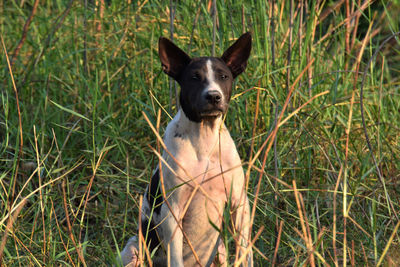 Portrait of dog on field