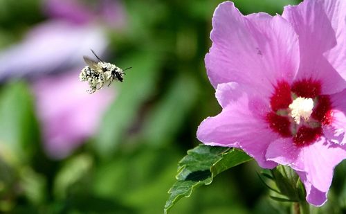 Close-up of bee pollinating on purple flower