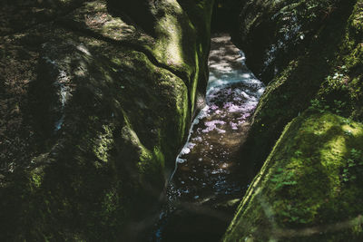 Close-up of rocks by river in forest