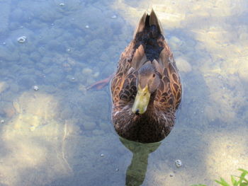 High angle view of duck swimming in lake