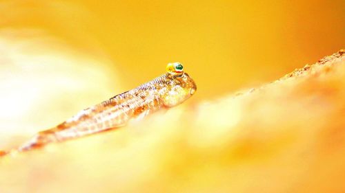 Close-up of an insect