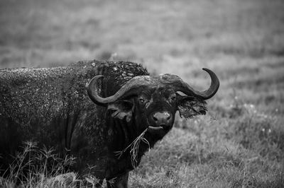 Wild african buffalo eating grass 