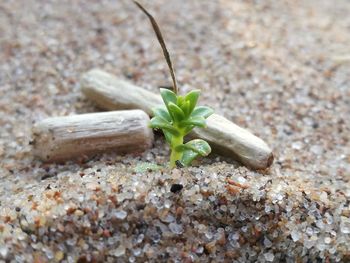 High angle view of plant growing outdoors