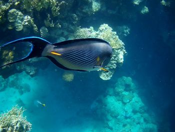 Beautiful tropical fish, marsa alam, egypt