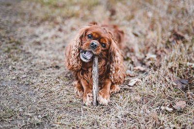 Portrait of dog on field