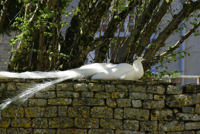 Close-up of white cat