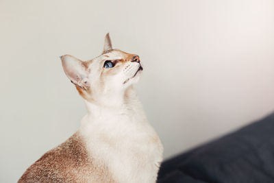 Beautiful colorpoint blue-eyed oriental breed cat sitting on couch sofa. fluffy hairy domestic pet 