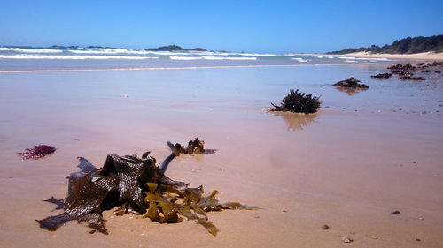 Seaweeds at beach against clear blue sky