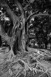 Trees in the forest