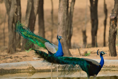 Close-up of peacock