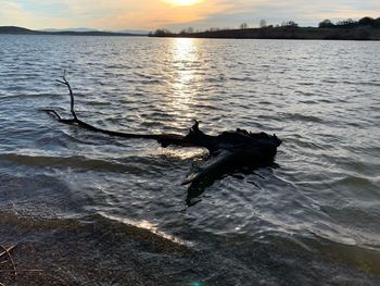 View of turtle swimming in sea