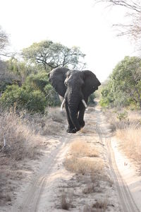 Side view of elephant walking on road