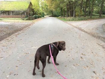 Dog on dirt road