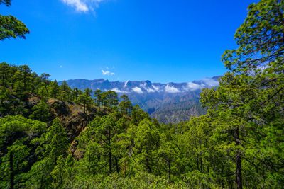 Scenic view of trees and mountains against blue sky