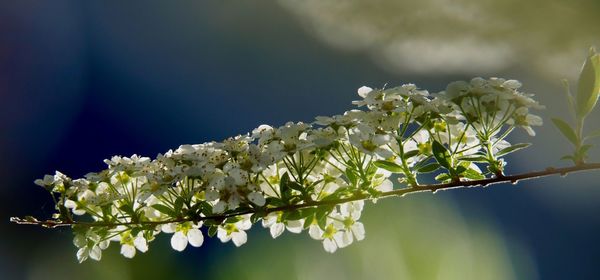 Close-up of white flowering plant against tree