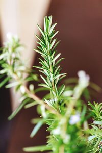Close-up of potted plant - rosemary 