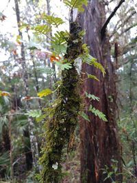 Close-up of moss growing on tree trunk