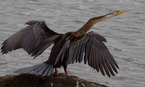 Bird flying over lake