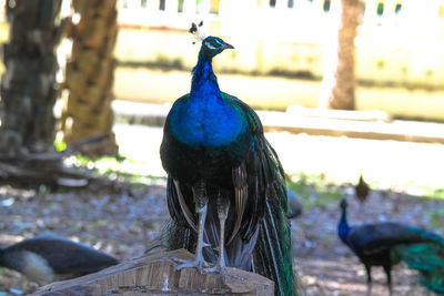 Close-up of peacock perching on wooden post