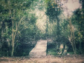 Empty footpath amidst trees in forest