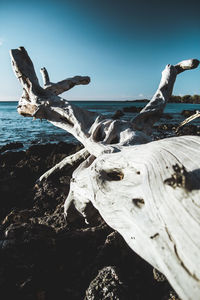 Driftwood on beach against clear sky