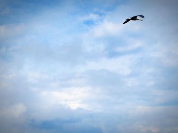 Low angle view of eagle flying against sky