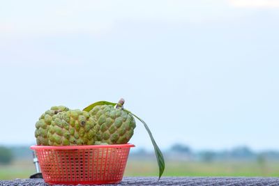 Close-up of fruits on cactus against clear sky