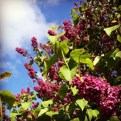 Low angle view of pink flowers