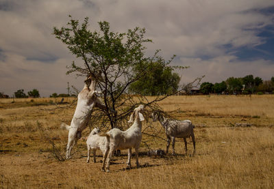 Goats eating leaves from a bush 