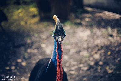 Close-up of peacock