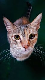 Close-up portrait of cat