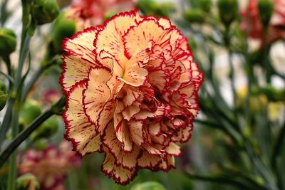 Close-up of red flowering plant