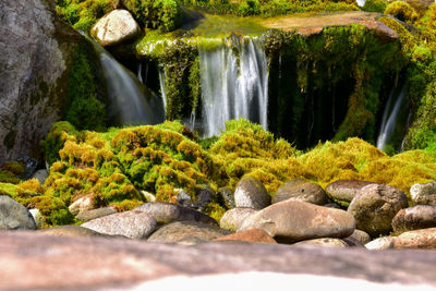 Waterfall water splashing among green grass and moss