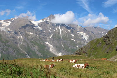 Horses in a field