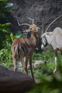 Deer standing on a land